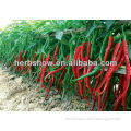 All Kinds Of Green /Red/ Hybird F1/ Hot Pepper Seeds Hot Chilli Seeds